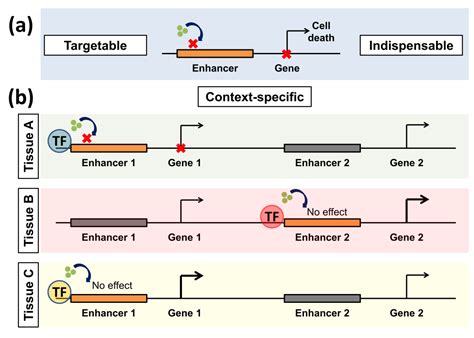 Cancers Free Full Text Perturbing Enhancer Activity In Cancer Therapy