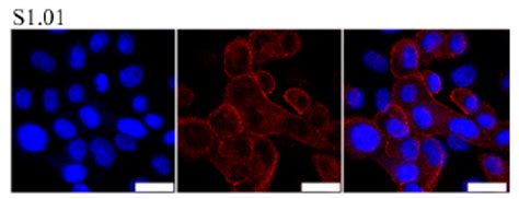 Anti-Spike antibody | S1.01 | ISO 9001 | Center of Proteomics