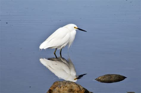 Snowy Egret Free Stock Photo Public Domain Pictures