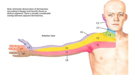 Dermatome Distributions Flashcards Quizlet