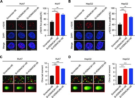 Knockdown Of Kdm C Enhances Ir Induced Dna Damage In Hcc Cells A B