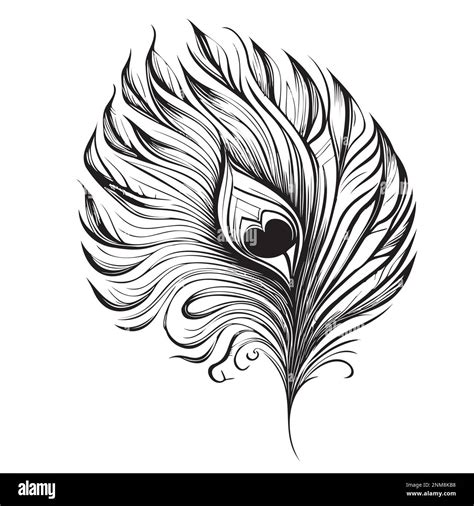 Peacock Feather Hand Drawn Sketch Vector Illustration Birds Stock Vector Image And Art Alamy