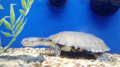 Turtle Petsmart Youtube