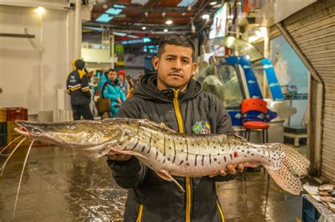 Inicia El Primer Periodo De Veda Del Bagre Rayado Del Magdalena Aunap