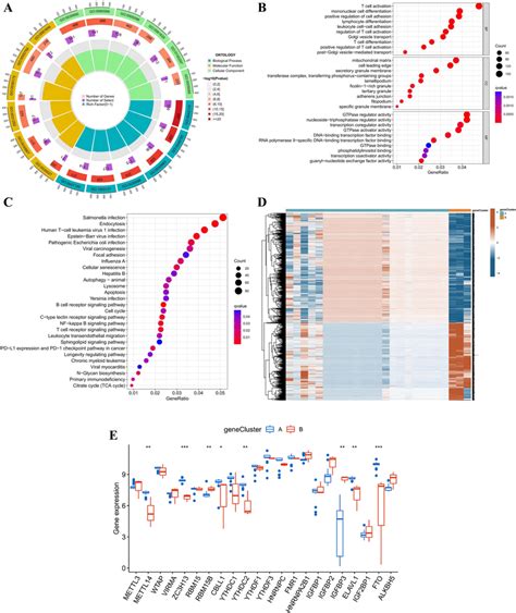 Analysis Of The M6A Related DEGs In PCOS A Circle Plot Of The GO