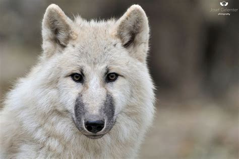 Arctic Wolf Eye Contact By Josef Gelernter Photo 124345645 500px