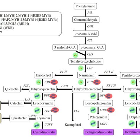 Flavonoid Biosynthetic Pathway In Plant Cells And Regulatory Gene