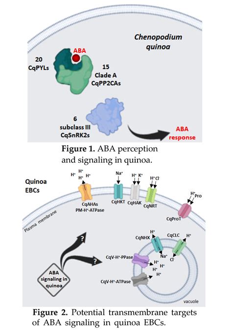 Abscisic Acid Perception And Signaling In Cheno