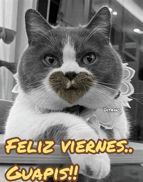 imágenes chistosas de feliz viernes Archives ImagenesMuyBonitas net