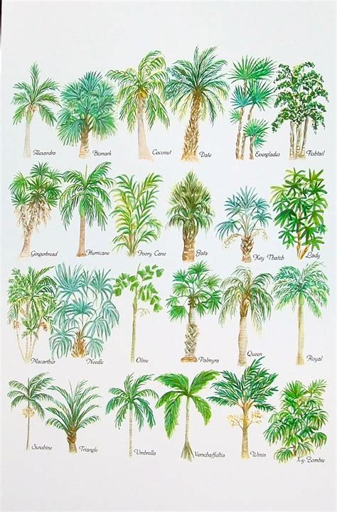 Diagram Types Of Palm Trees Palm Trees Types Different