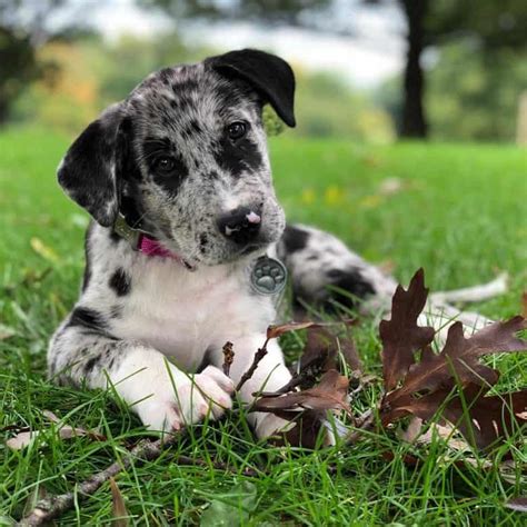 35 Great Dane Mixes You Need To Know More About Right Now K9 Web