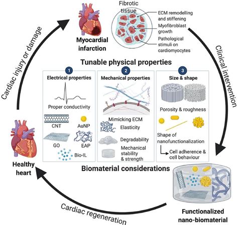 Schematic Diagram Of The Effects Of Considerations For Biomaterial