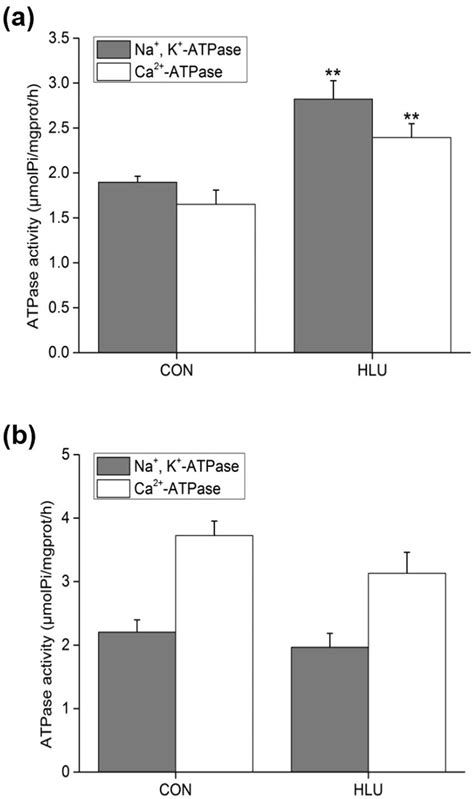 Effects Of Hindlimb Unloading On Na K Atpase And Ca Atpase