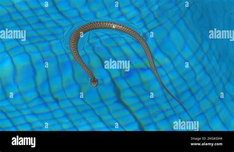 Snake Swimming Pool Stock Videos And Footage Hd And 4k Video Clips Alamy