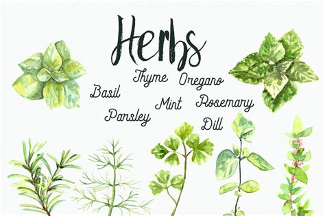 Watercolor Herbs Clip Art Set Herbs Spices