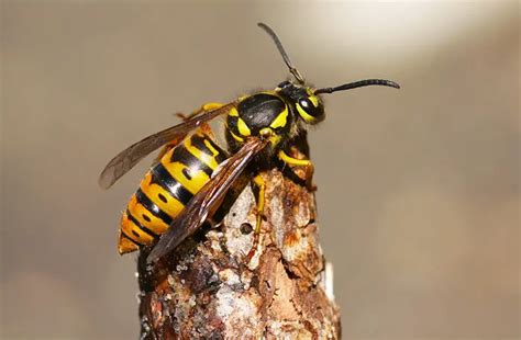 How To Identify The Queen Wasp In A Wasp Colony Environmental Earth