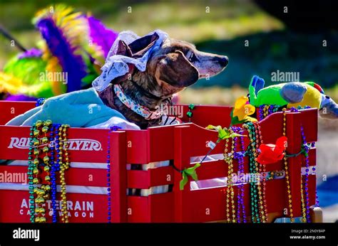 A Dachshund Rides In A Mardi Gras Wagon During The Mystic Krewe Of