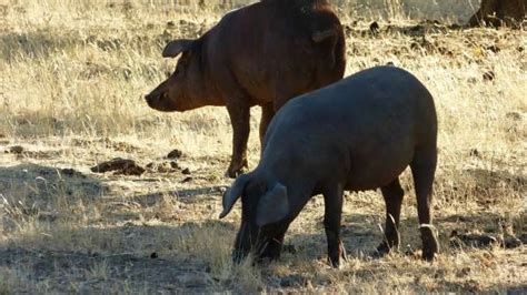 La Junta crea la Mesa Sectorial del Ibérico para potenciar el sector y