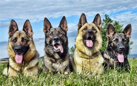 Actualizar 72 Imagen Fond D écran Chien Berger Allemand Fr