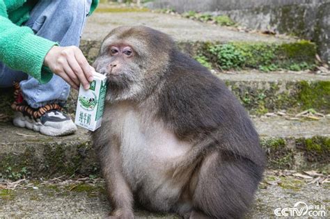 独臂猿猴星星成网红 游客慕名一睹真面目 搜狐大视野 搜狐新闻