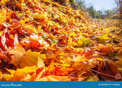 Fallen Autumn Maple Leaves Are Strewn Along The Path Stock Photo