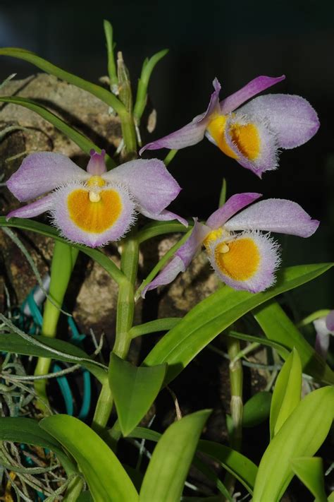 Orquídeas Soltas Dendrobium Loddigesii