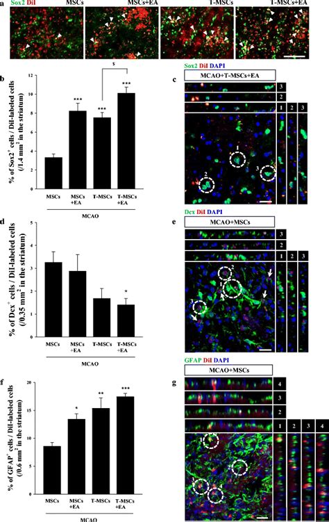 Transplanted Mscs Differentiate Into Dcx Positive Neuroblasts Or