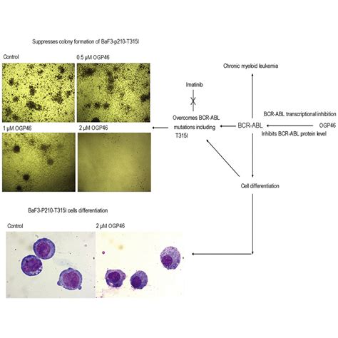 A Small Molecule Inhibitor Ogp46 Is Effective Against Imatinib