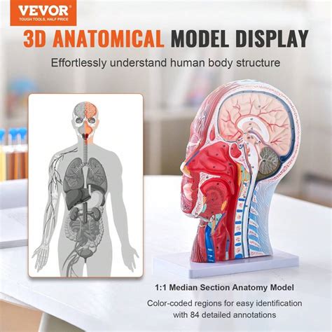 Vevor Vevor Human Half Head Superficial Neurovascular Model With