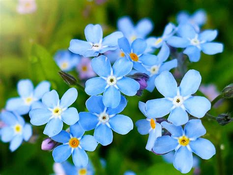 How To Grow And Care For Forget Me Not Flowers Love The Garden