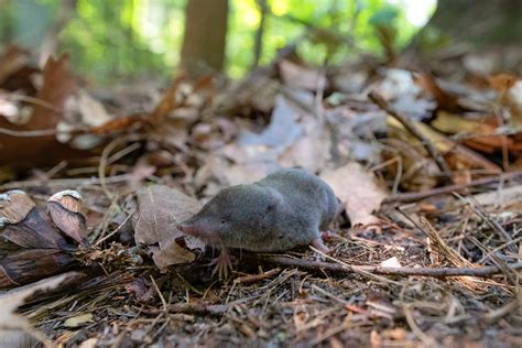 Northern Short Tailed Shrew Blarina Brevicauda Grand Tra Flickr