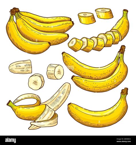 Vektor Set Von Farbigen Bananen Tropische Symbole Handzeichnungen