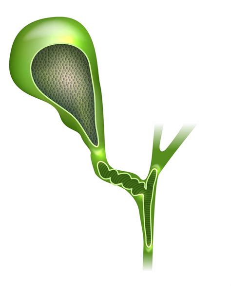 Gallbladder Diagram | Quizlet