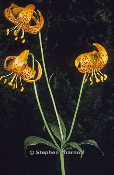 Lilium Pardalinum