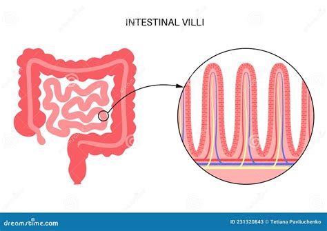 Intestinal Villi Anatomy Stock Vector Illustration Of Vector 231320843