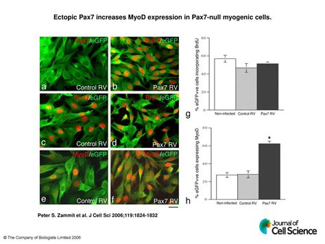 Ectopic Pax Increases Myod Expression In Pax Null Myogenic Cells