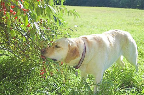 Autumn Olive Recipes | On Pasture