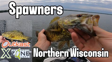 Sight Fishing Big Smallmouth Bass Northern Wisconsin Youtube