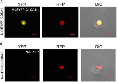 Frontiers A Protoplast Transient Expression System To Enable