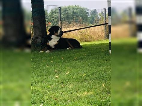 Großer Schweizer Sennenhund Rüde 5 Jahre Tricolor