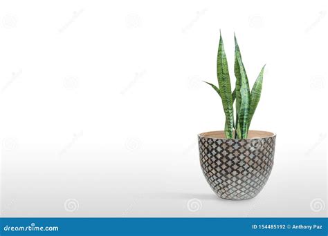 Planta De Sansevieria En Maceta Sobre Mesa Blanca Foto De Archivo