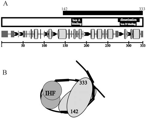 The Dna Binding Domains Of P Parb And The Architecture Of The P