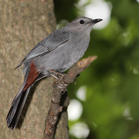 Exploring Photography With Joe Valencia Birds Of New Jersey The Gray Catbird