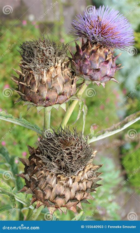 Thistle Cardoon Cynara Cardunculus Or Artichoke Thistle Selec Stock