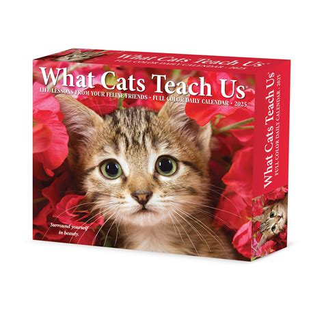 What Cats Teach Us Kalender 2025 Boxed Kopen Bestel Eenvoudig