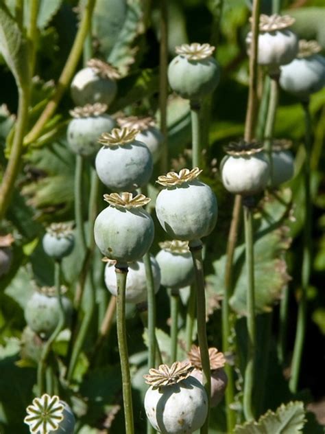 Papaver somniferum (opium poppy): Go Botany