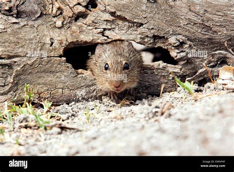 Hispid Cotton Rat Sigmodon Hispidus Camp Lula Sams Brownsville