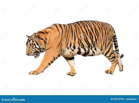 Bengal Tiger Isolated Royalty Free Stock Photo Image 35574735