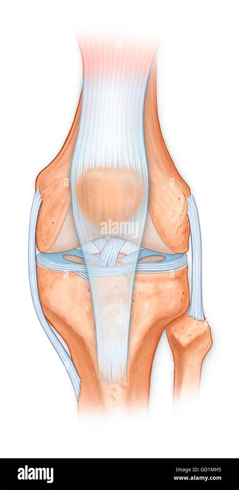 Anatomia Normale Dell Articolazione Del Ginocchio Femore Tibia E