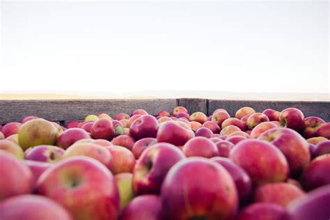 Essential Guide To Apple Season Shenandoah Valley